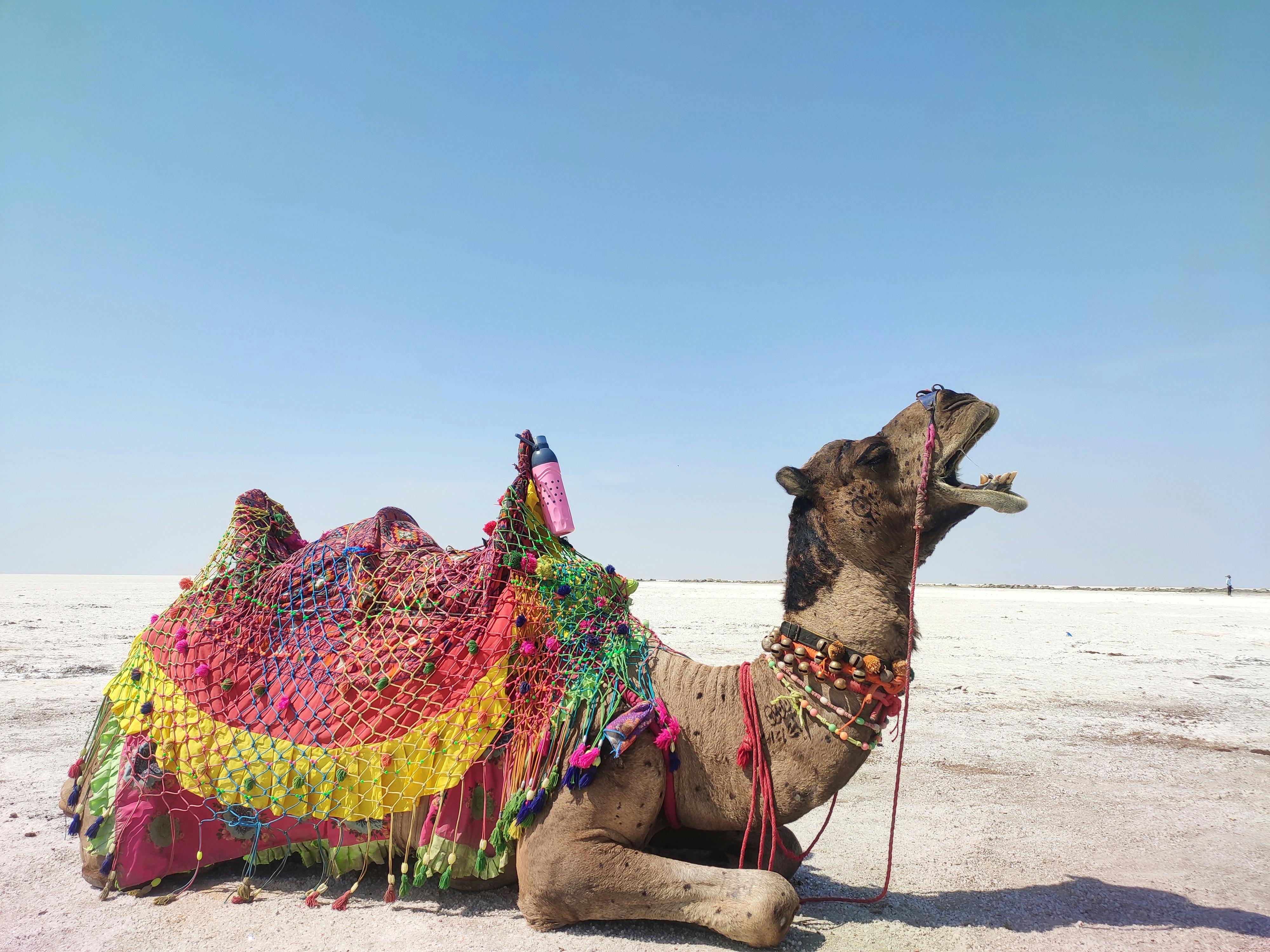 Colorful camel adorned with vibrant fabrics in the Rann of Kutch desert, Gujarat, India.